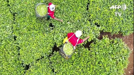 Kenya tea producers turn over a new leaf as prices stumble