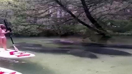 Ni te imaginas que le pasó por debajo a esta chica mientras estaba sobre su tabla
