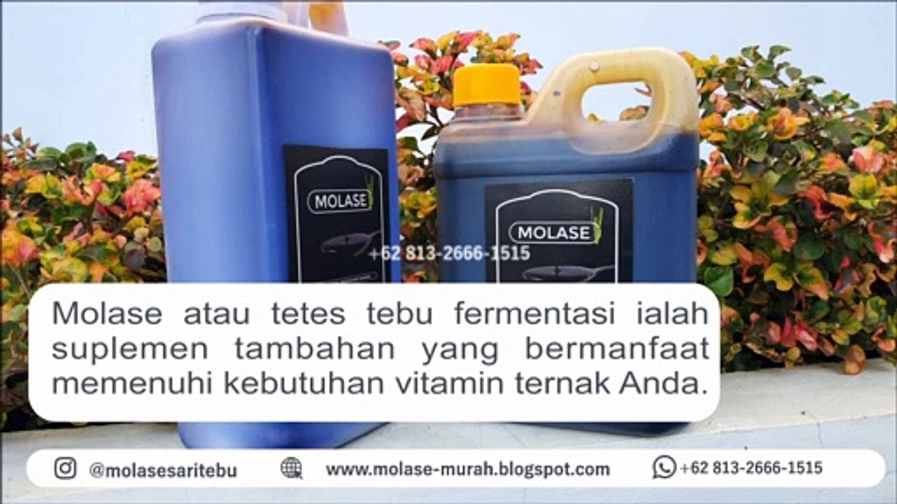 DISKON!!! +62 813-2666-1515, Khasiat Kopi Purwaceng