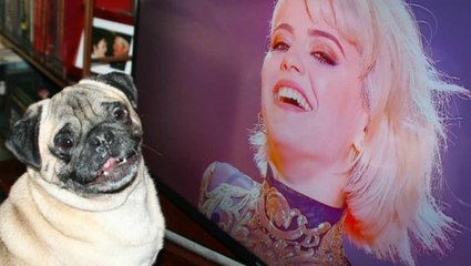 Así es la conmovedora historia de Noelio, un perro muy fan de 'OT'