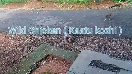 Wild Chicken ( കാട്ടു കോഴി )