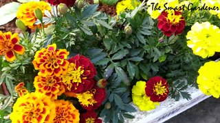 सर्दियों के फूल | Winter Plant | In Hindi | Gladiolus | Marigold | Chrysanthemum |The Smart Gardener
