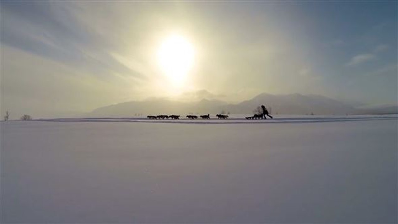 Die schlittenhunde von sibirien