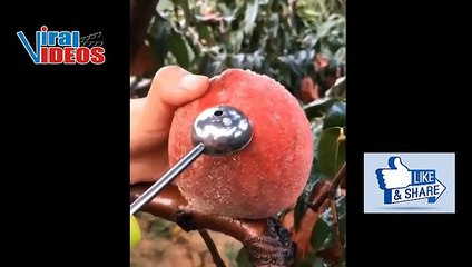 Download Video: Las frutas únicas y exóticas de España La naturaleza es increíble