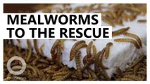 Mealworms can eat styrofoam without being poisoned