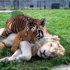 Adam Carrozza | How about this for CUTE