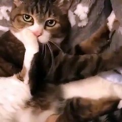 Funny cat videos 2020 | Cat of the Day | Cat's Videos | Nature is Amazing | Animal Videos