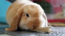 Cute Rabbit Eating Sugar-Cane || Cute Rabbit of 2020 | Cuteness overloaded | Nature is Adorable & Amazing