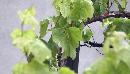 Asma Ağacı Kış Ortasında İkinci Meyvesini Verdi