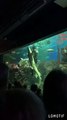 Scuba Diver Dances With Shark