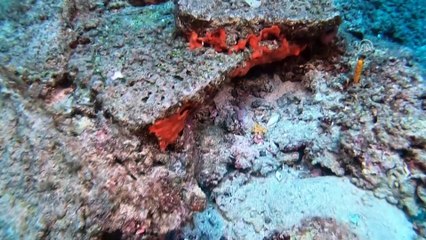 'Turizmin başkenti'ndeki gemi batığında heyecanlandıran buluş - ANTALYA