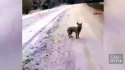 3 aydır bırakıldığı otoyol kenarında sahibini bekliyor