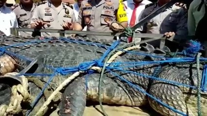 Capturan a un cocodrilo de más de cinco metros por supuestamente matar a dos personas en Indonesia