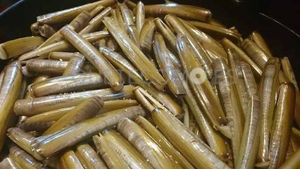 Captura de Navaja de Playa en San Mariño, Islas Cíes