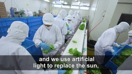Grown from necessity: vertical farming takes off in Japan