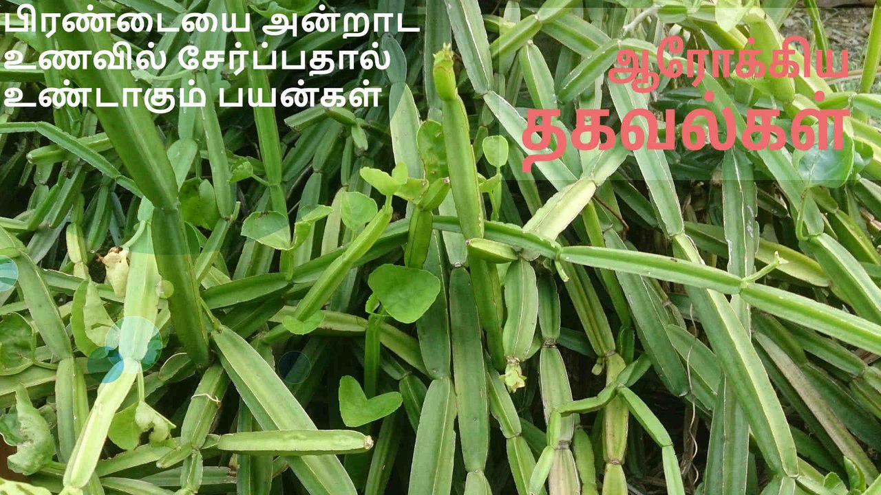 பிரண்டையை அன்றாட உணவில் சேர்ப்பதால் உண்டாகும் பயன்கள்.!
