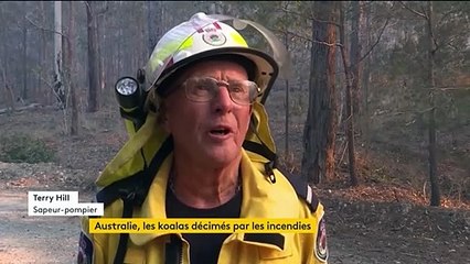 Australie : à l'image des koalas, la faune disparaît à cause des incendies