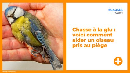 Chasse à la glu : voici comment aider un oiseau pris au piège