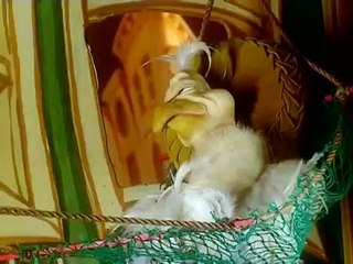 Master of Disguise except it's the original live version