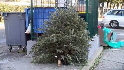 Mon beau sapin, roi des poubelles