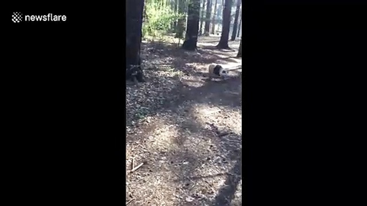 Adorable bulldog bites off more than she can chew in hilarious clip
