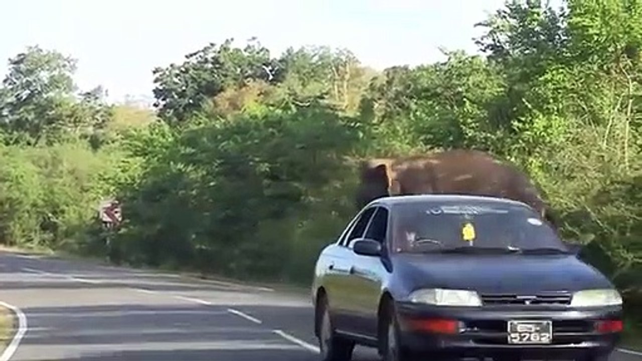 Elephant chase vehicles for food - Elephant Attack Cars and Tourist Humans on Road