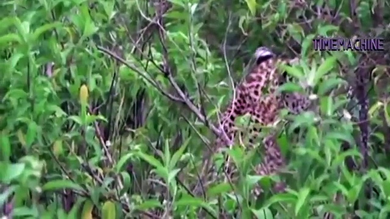Elephant Chasing Leopard Up To The Tree