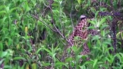Elephant Chasing Leopard Up To The Tree
