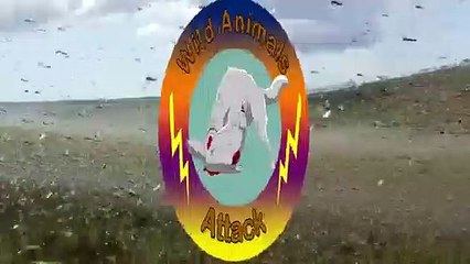 Elephant Fail To Save Buffalo From Lion - Wild Animal Attacks