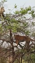 Tiger falling from tree after chasing monkey.