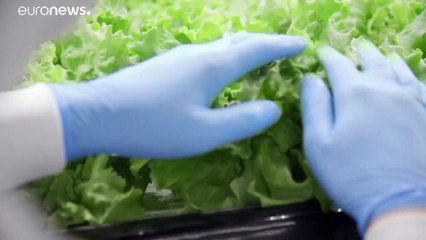 Le "fabbriche di verdure" giapponesi, dove le stagioni non contano