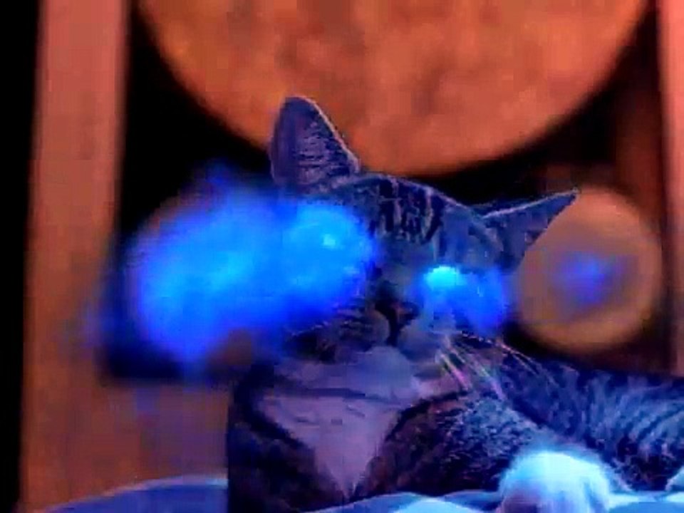 Whiskers Trailer