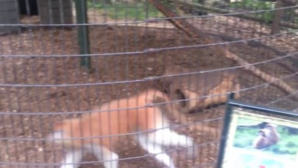 Random Silliness - More Patas Monkeys Running In A Circle! 08/22/2013