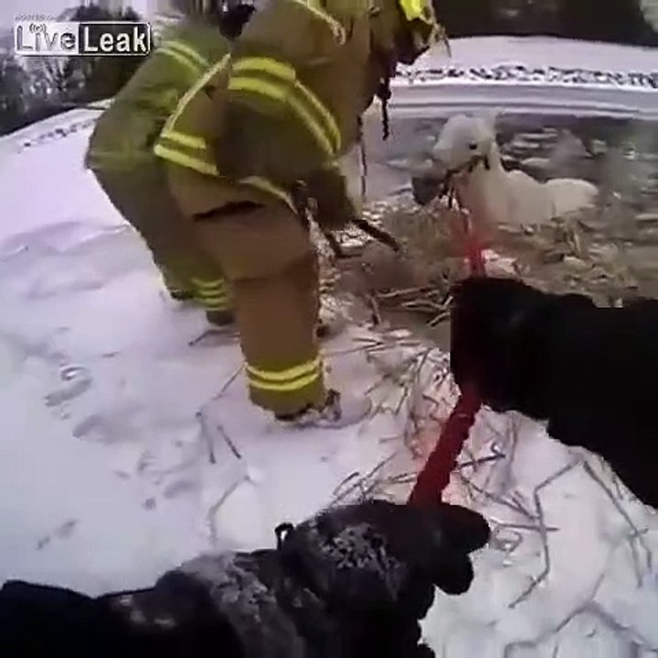 Des pompiers tentent de sauver un cheval prisonnier de la glace