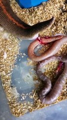 La naissance de bébés serpents c'est vraiment très impressionnant