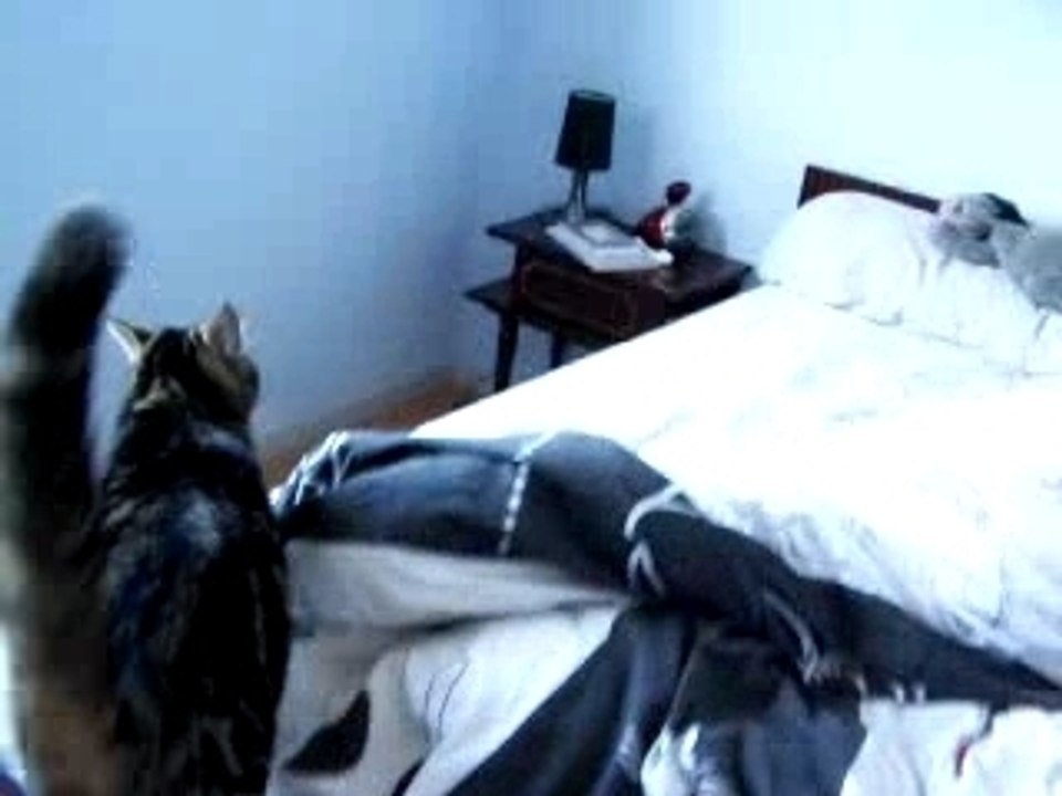 Mon chat
