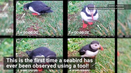 Adorable Puffin Scratches Itch in Never-Before-Seen Footage