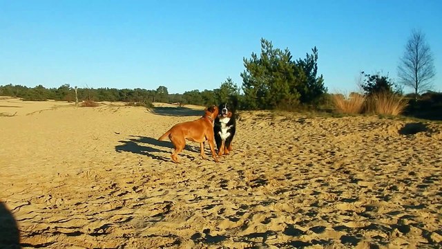 2019-12-30-31, Patou enjoys sunny December Days