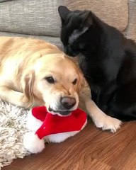 Cat's Cleaning Routine Annoys Dog