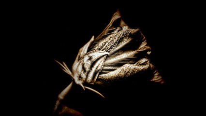 Sienna Hibiscus Shadow-Light