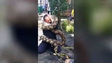 Esta enorme pitón estrangula a un bombero durante una demostración de seguridad