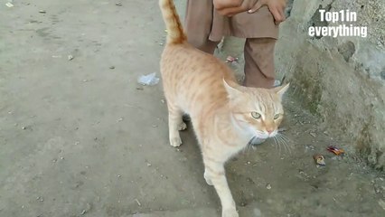 When Your Cats Are Hungry | Feeding Cats | meow meow | Hungry Cat | Cat Videos 2020