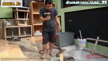 GARAGA King cobra Viral (vs) Panji petualang