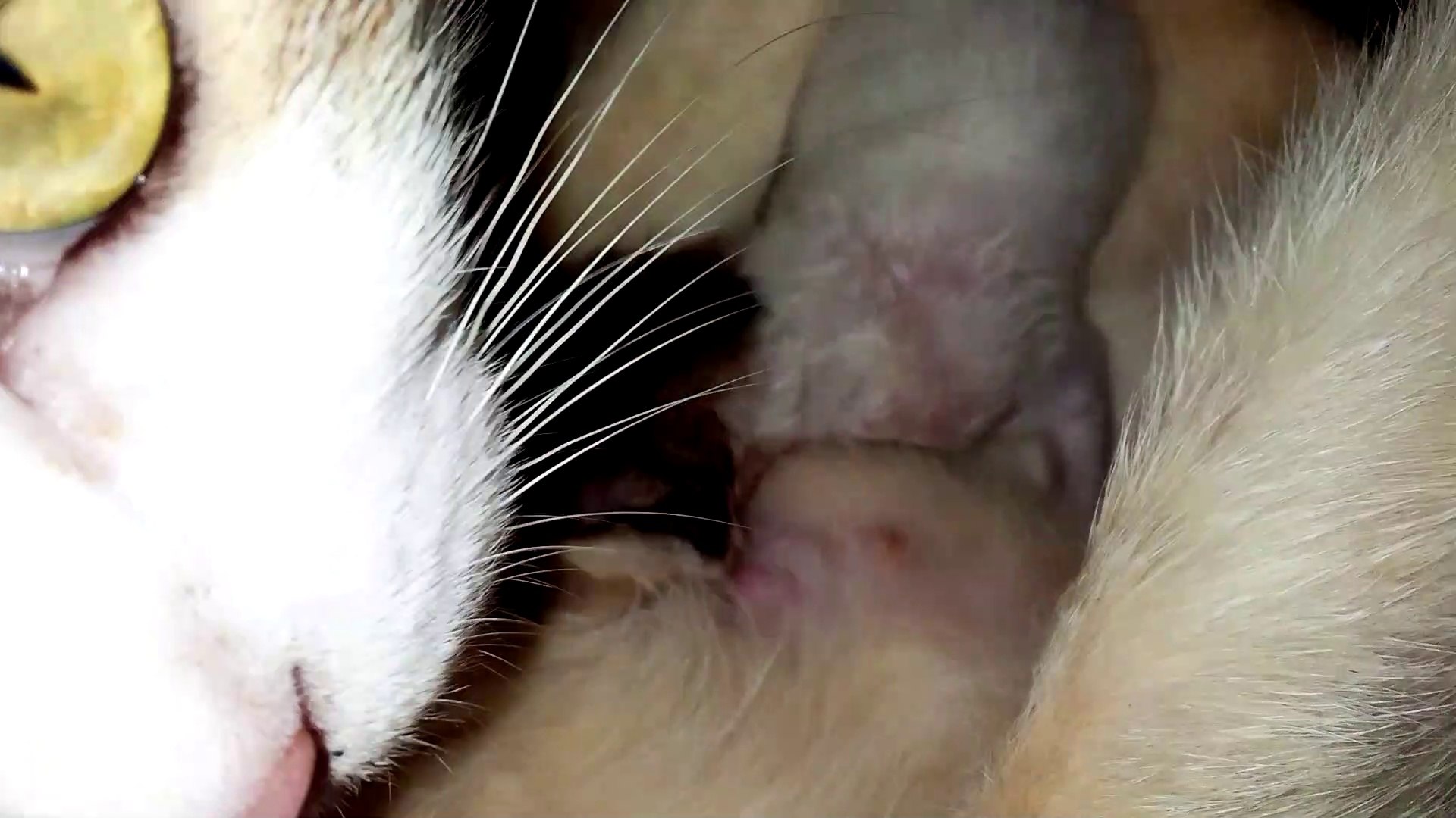 ⁣Newborn Kitten Under Mother Cat Care.