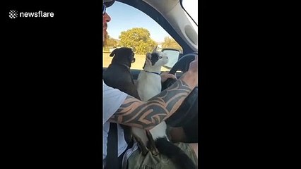 Cat loves riding in car with his dog friend in San Clemente
