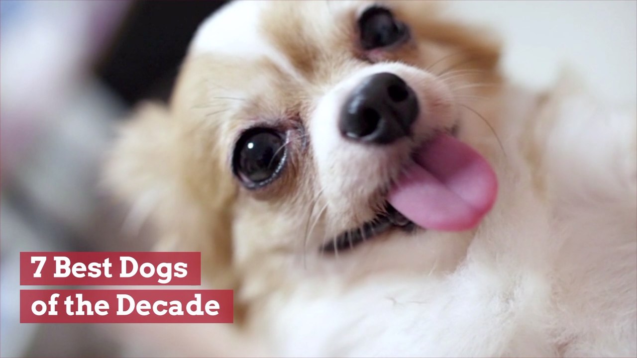 The Very Cute Dogs Of The 2010's