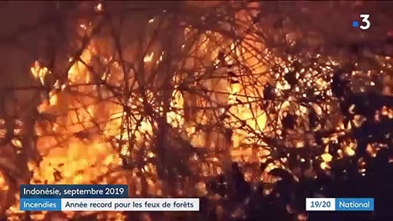 Incendies : une année record pour les feux de forêts