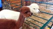 Random Silliness - Synchronized Alpaca Chewing! 02/03/2014