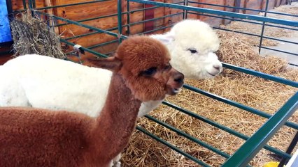 Random Silliness - Synchronized Alpaca Chewing! 02/03/2014