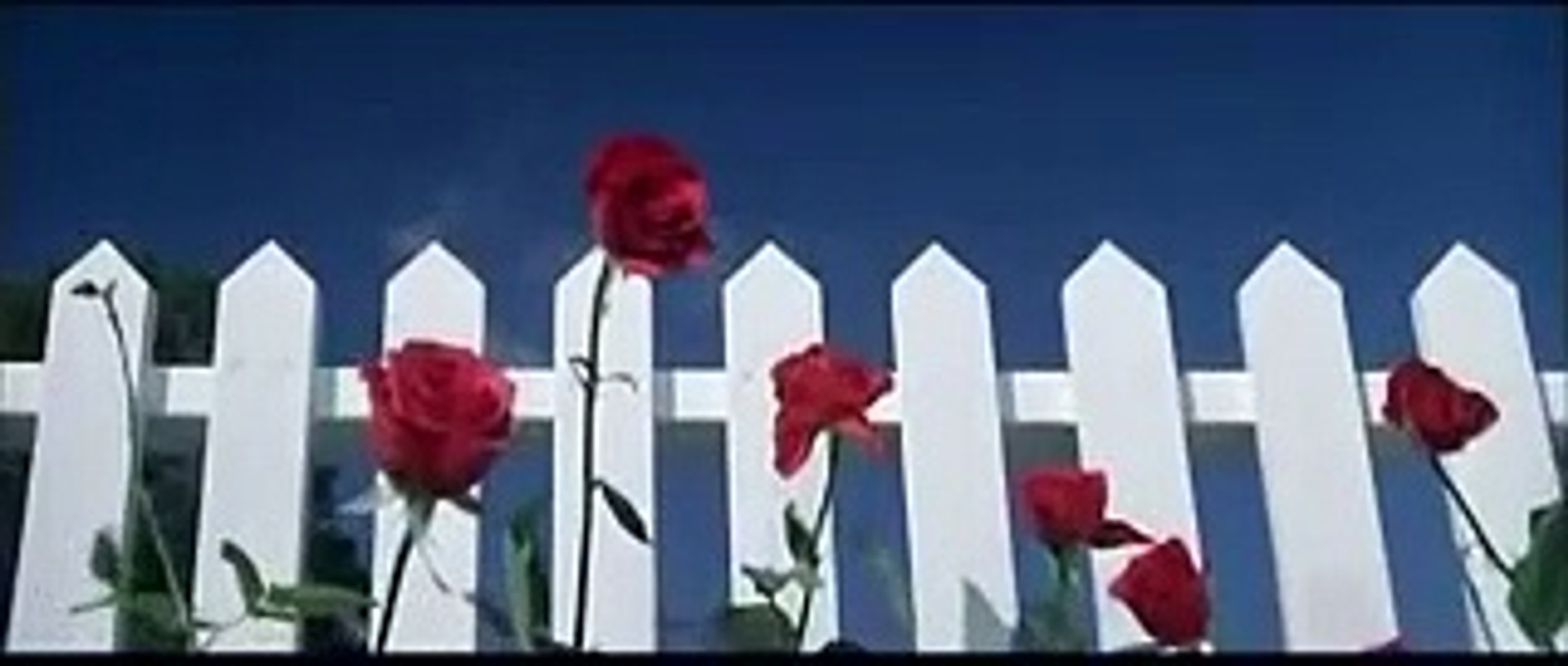 ⁣Blue Velvet Trailer